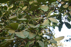 Alseodaphne semecarpifolia var. angustifolia